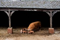 Tamworth-Sau mit ihren Ferkeln im offenen Stall auf einem Bauernhof. — Stockfoto
