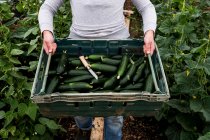 Woman standing in a poly tunnel, holding crate with freshly picked courgettes. — Stock Photo