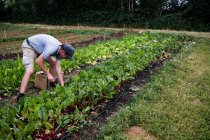 Чоловік збирає листові овочі на фермі . — стокове фото