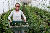 Woman standing in a poly tunnel, holding crate with freshly picked courgettes. — Stock Photo
