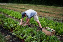 Hombre cosechando verduras de hoja en una granja. - foto de stock