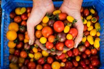 Alto ângulo de perto da pessoa segurando um monte de tomates cereja recém-colhidos. — Fotografia de Stock
