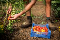 Alto ángulo de cerca de la persona que recoge tomates cherry en una granja. - foto de stock