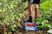 Високий кут крупним планом людина збирає вишневі помідори на фермі . — стокове фото