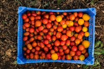 Gros plan grand angle des tomates cerises fraîchement cueillies dans une caisse en plastique bleu. — Photo de stock
