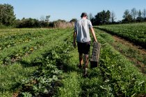 Vue arrière de l'homme marchant le long de rangées de légumes sur une ferme. — Photo de stock