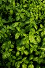 High angle close up of fresh green basil, full frame. — Stock Photo