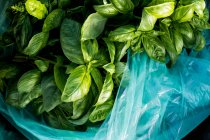 High angle close up of bag of freshly picked green basil. — Stock Photo