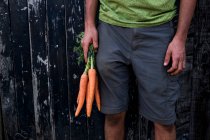 Primo piano di persona che tiene mazzo di carote appena raccolte. — Foto stock
