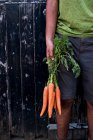 Gros plan de la personne tenant un bouquet de carottes fraîchement cueillies. — Photo de stock