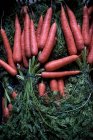 Alto angolo di primo piano di mazzi di carote appena raccolte. — Foto stock