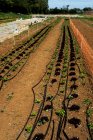 High angle view of irrigation hose running along rows of young vegetables on a farm. — Stock Photo