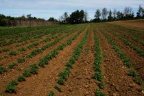 View along rows of freshly planted vegetables on a farm. — Stock Photo
