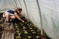 Femme agenouillée dans un tunnel en poly, plantant des semis. — Photo de stock