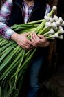 Close up of farmer holding bunch of freshly picked garlic. — Stock Photo