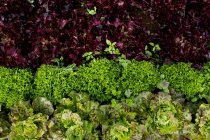 Ângulo alto perto da seleção de folhas de salada recém-colhidas. — Fotografia de Stock