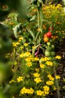 High angle close up of yellow flowers and green and ripe tomatoes on the vine. — Stock Photo