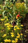 Hohe Nahaufnahme von gelben Blüten und grünen und reifen Tomaten am Weinstock. — Stockfoto