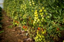 High angle close up of green and ripe tomatoes on the vine. — Stock Photo