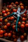 Gros plan incliné de tomates fraîchement cueillies sur la vigne et d'une paire de sécateurs. — Photo de stock