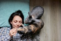 Mujer tendida en el suelo rodeada por dos conejos de casa de mascotas disparados desde arriba - foto de stock