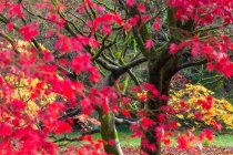 Осенние листья на кленовых деревьях, Англия, Великобритания — стоковое фото