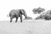 Un elefante, Loxodontaafricana, caminando a través de un claro, de vuelta a la cámara, tronco rizado, blanco y negro. - foto de stock