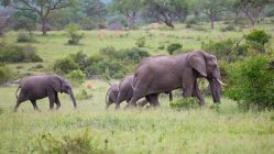 A herd of elephant, Loxodontaafricana, walking passed lion, Panthera leo. — Stock Photo