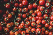 Gros plan incliné des tomates fraîchement cueillies sur la vigne. — Photo de stock
