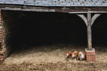 Tre maialini rossi in piedi sulla paglia in un porcile. — Foto stock
