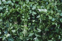 High angle close up of bunches of freshly picked flat leaf parsley. — Stock Photo