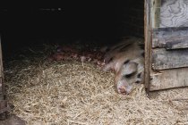 Gloucester Old Spot sow and piglets lying on straw in a sty. — Stock Photo