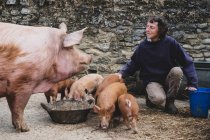 Woman feeding Tamworth sow and piglets on a farm. — Stock Photo