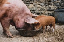 Tamworth sow and two piglets feeding from a bowl. — Stock Photo