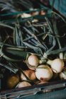 Hohe Nahaufnahme von frisch gepflückten weißen Zwiebeln. — Stockfoto