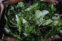 Hohe Nahaufnahme von frisch gepflückten grünen Salatblättern. — Stockfoto