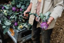 High angle close up of farmer holding freshly picked purple kohlrabi. — Stock Photo