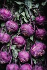 Hohe Nahaufnahme von frisch gepflücktem lila Kohlrabi. — Stockfoto