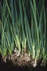 High angle close up of bunches of freshly picked spring onions. — Stock Photo