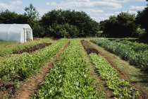Vue le long de rangées de légumes dans un champ, tunnel en poly en arrière-plan. — Photo de stock