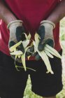 Großaufnahme eines Bauern mit Gartenhandschuhen, der frisch gepflückte gelbe Bohnen in der Hand hält. — Stockfoto