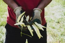 Großaufnahme eines Bauern mit Gartenhandschuhen, der frisch gepflückte gelbe Bohnen in der Hand hält. — Stockfoto