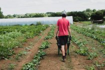 Visão traseira do agricultor andando ao longo do campo, empurrando carrinho de mão. — Fotografia de Stock