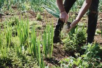 Fermier debout dans un champ récoltant des oignons de printemps. — Photo de stock