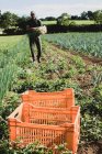 Agricultor caminando en un campo, llevando cebolletas recién recogidas. - foto de stock