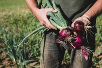 Farmer standing in a field holding freshly picked red onions. — Stock Photo