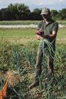 Agricultor parado en un campo sosteniendo cebollas rojas recién recogidas. - foto de stock