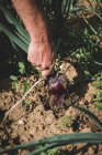 High angle close up of farmer harvesting red onion. — Stock Photo