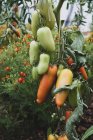 Close up de tomates Roma crescendo em uma videira. — Fotografia de Stock