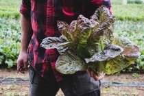 Close up of farmer standing in field, holding freshly picked purple leaf lettuce. — Stock Photo